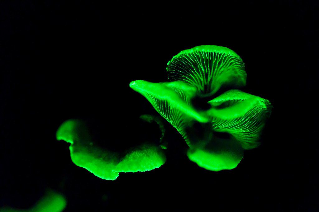 Glowing Bitter Oyster Mushrooms | The bioluminescencent Bitt… | Flickr