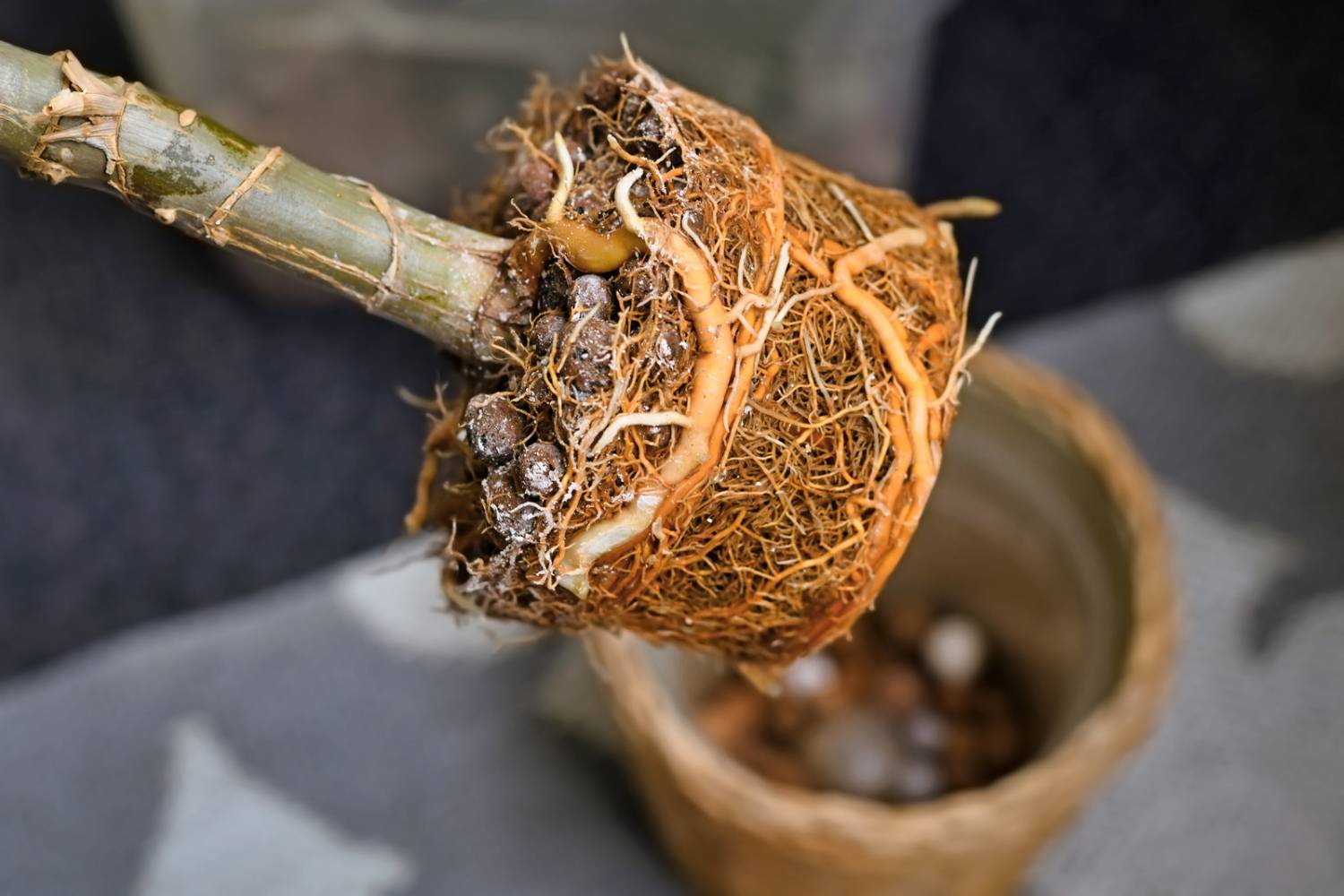 Treating Root Rot with Hydrogen Peroxide Solution – Humboldts Secret  Supplies