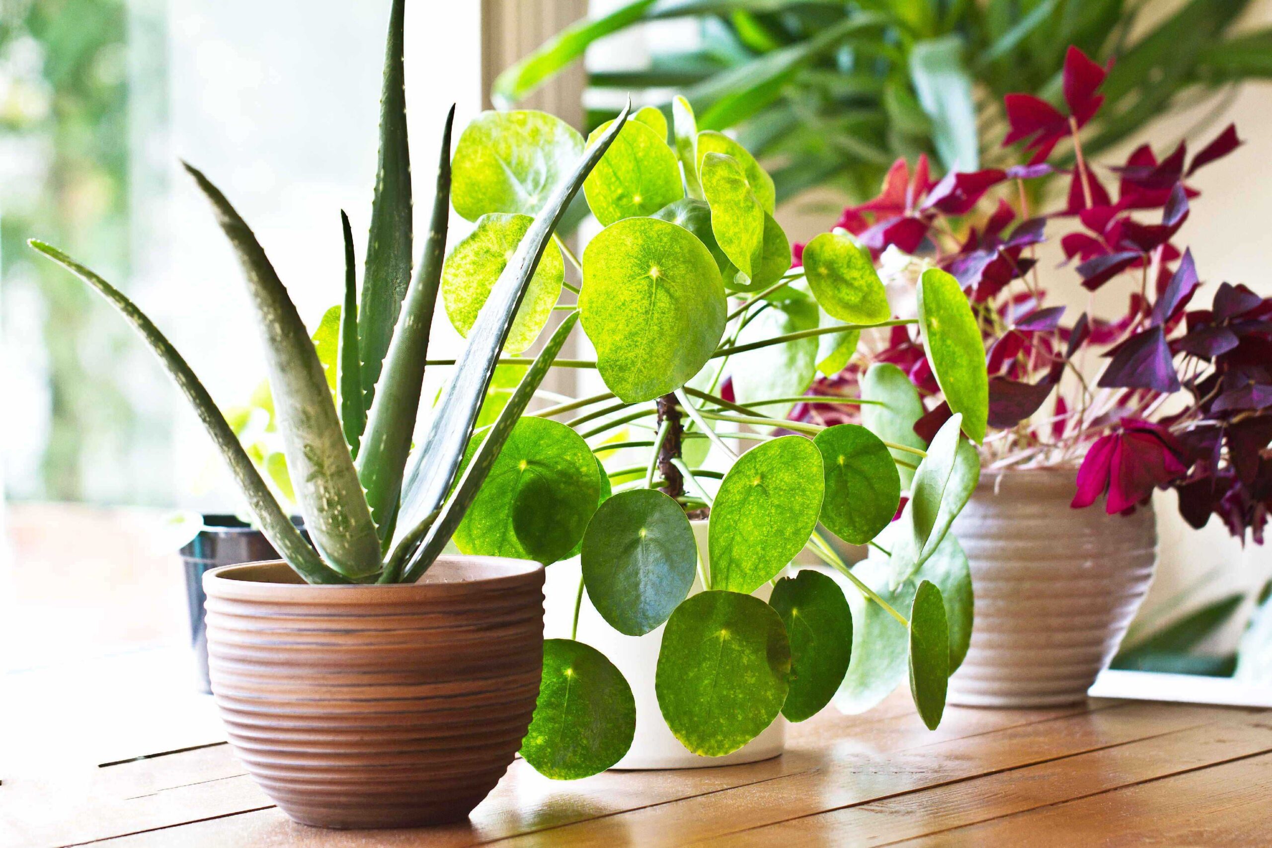 13 of the best indoor plants for your home | Whitegates