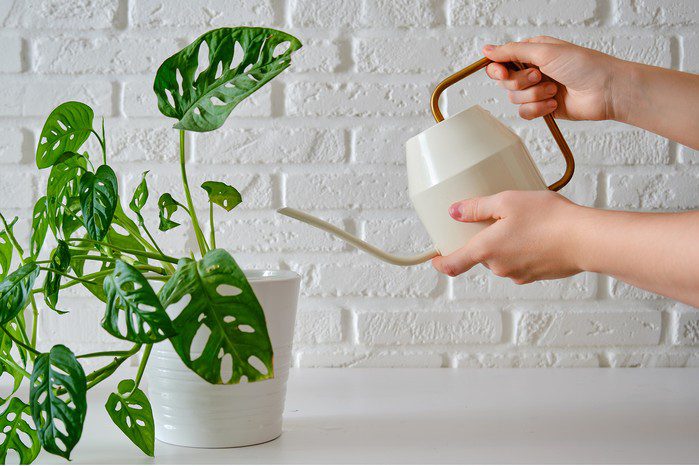 Watering Monstera adansonii. Getty Images Watering Monstera adansonii. Getty Images