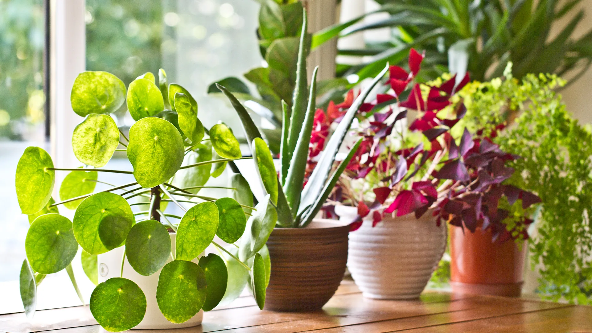 Plant