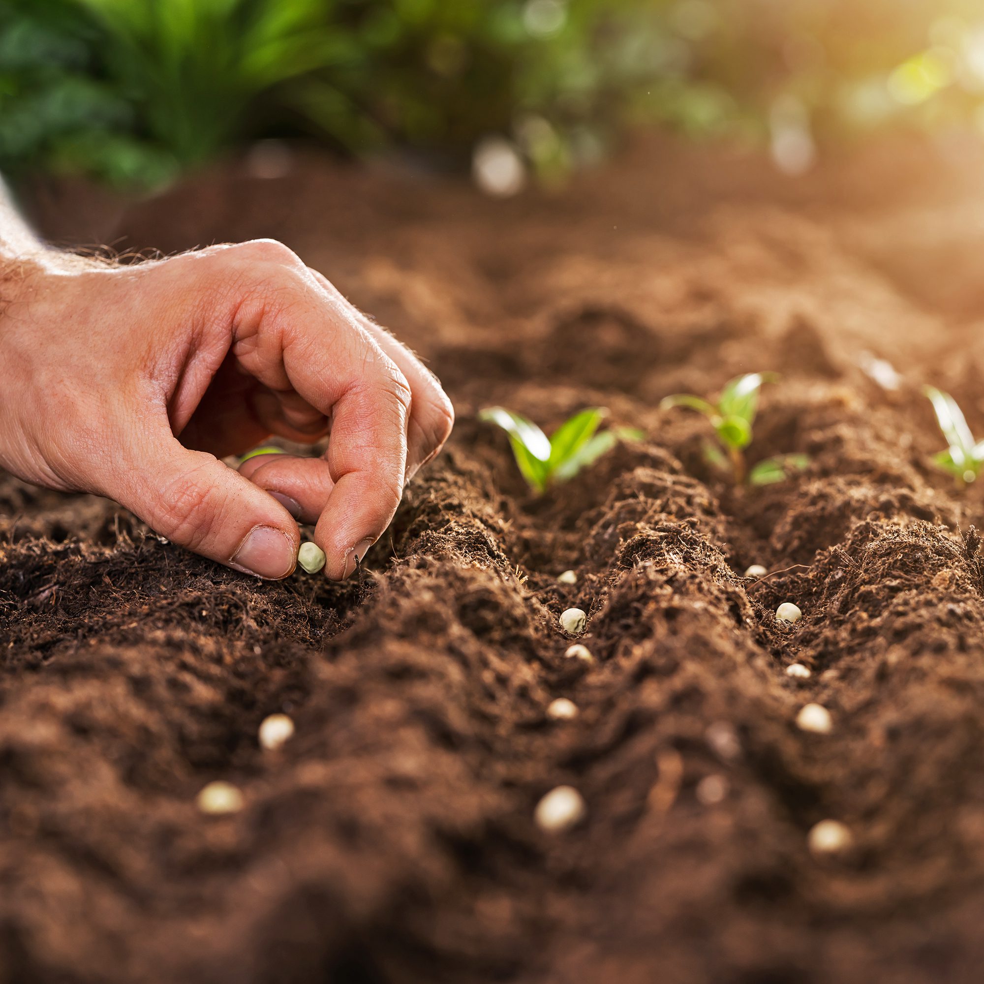 How To Direct Sow Seeds In The Garden For No-Fuss Growing | Gardening Know How