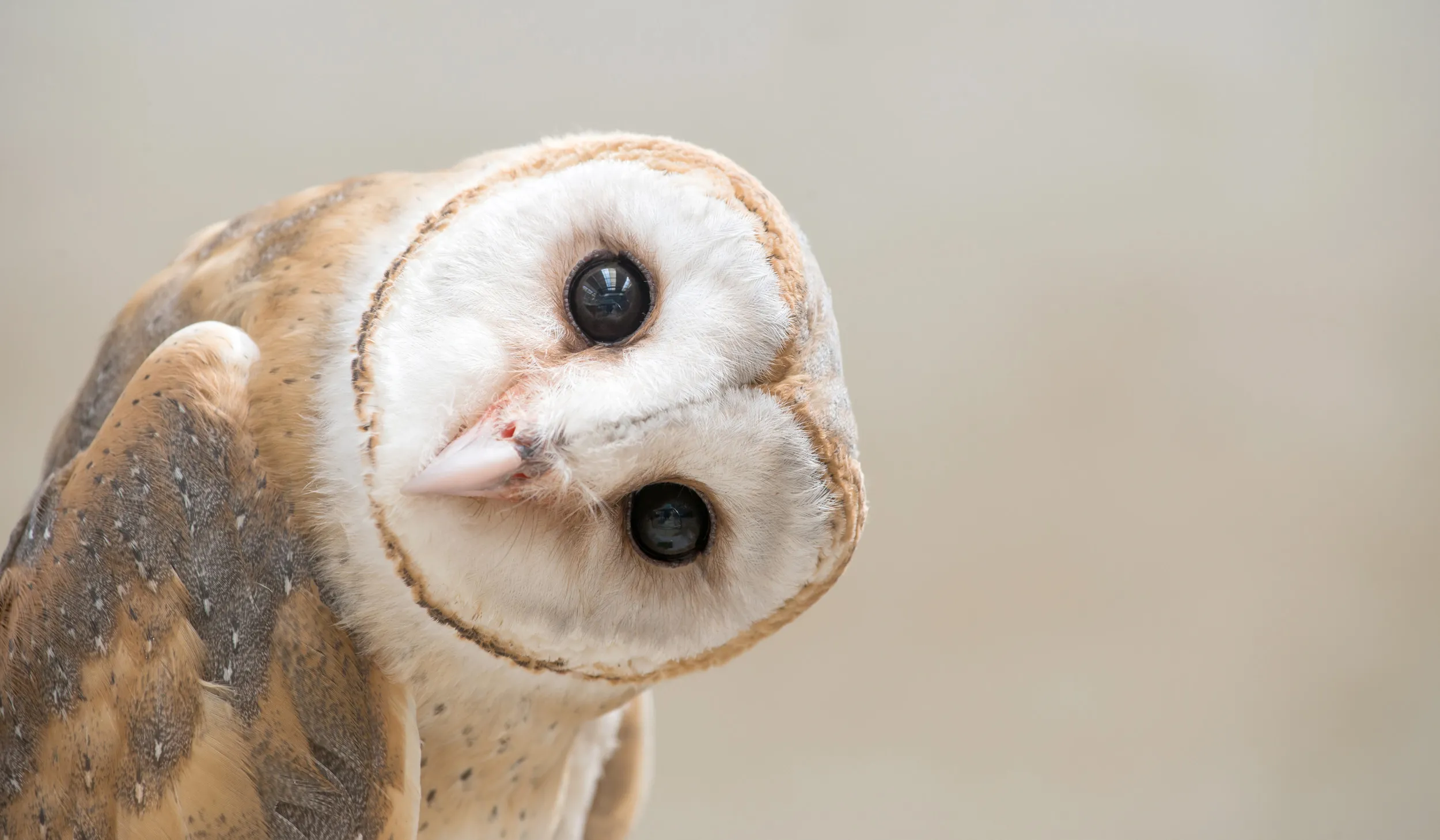 Barn Owl | Facts About Barn Owls