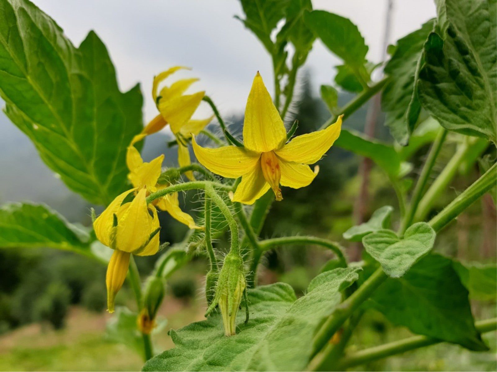 Tomato Plant Flowering But No Fruit: No Tomatoes On Plant | Gardening Know  How