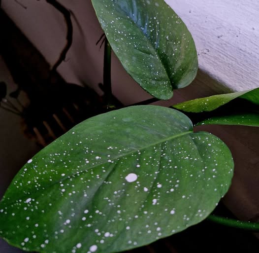 removing paint from leaves