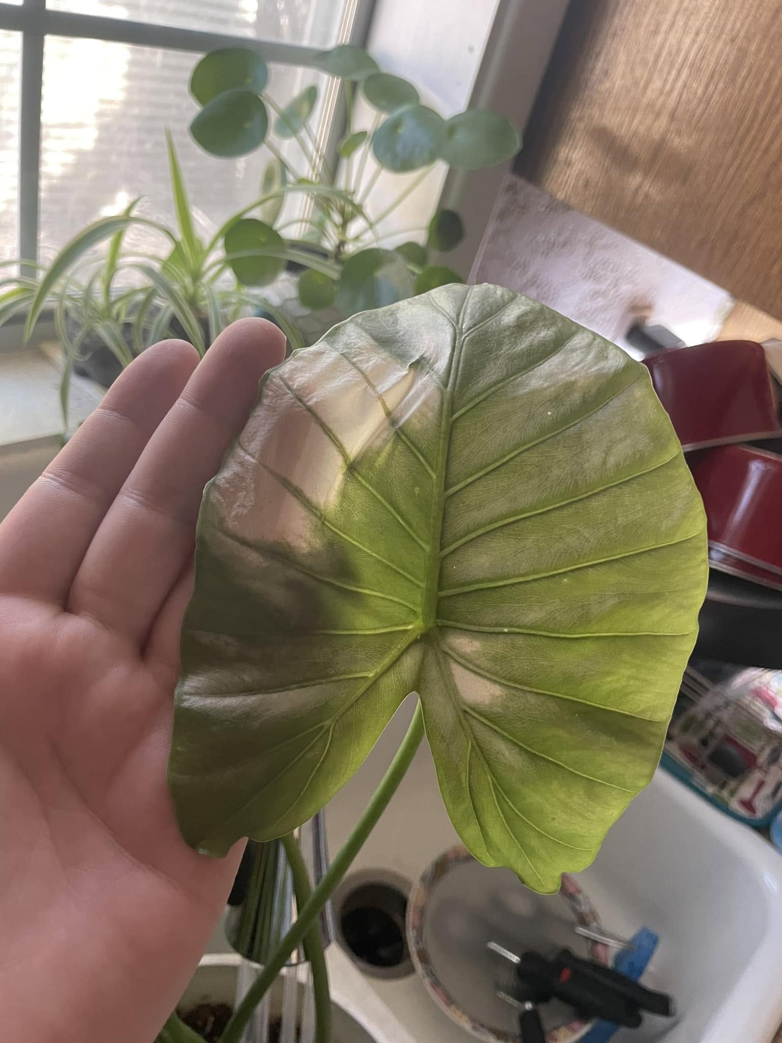 Leaves