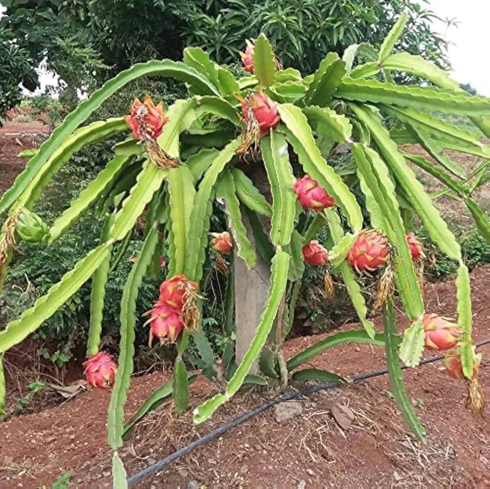 PlantaZee Dragon Fruit Plant, D Dragon Farm : Amazon.in: Garden & Outdoors