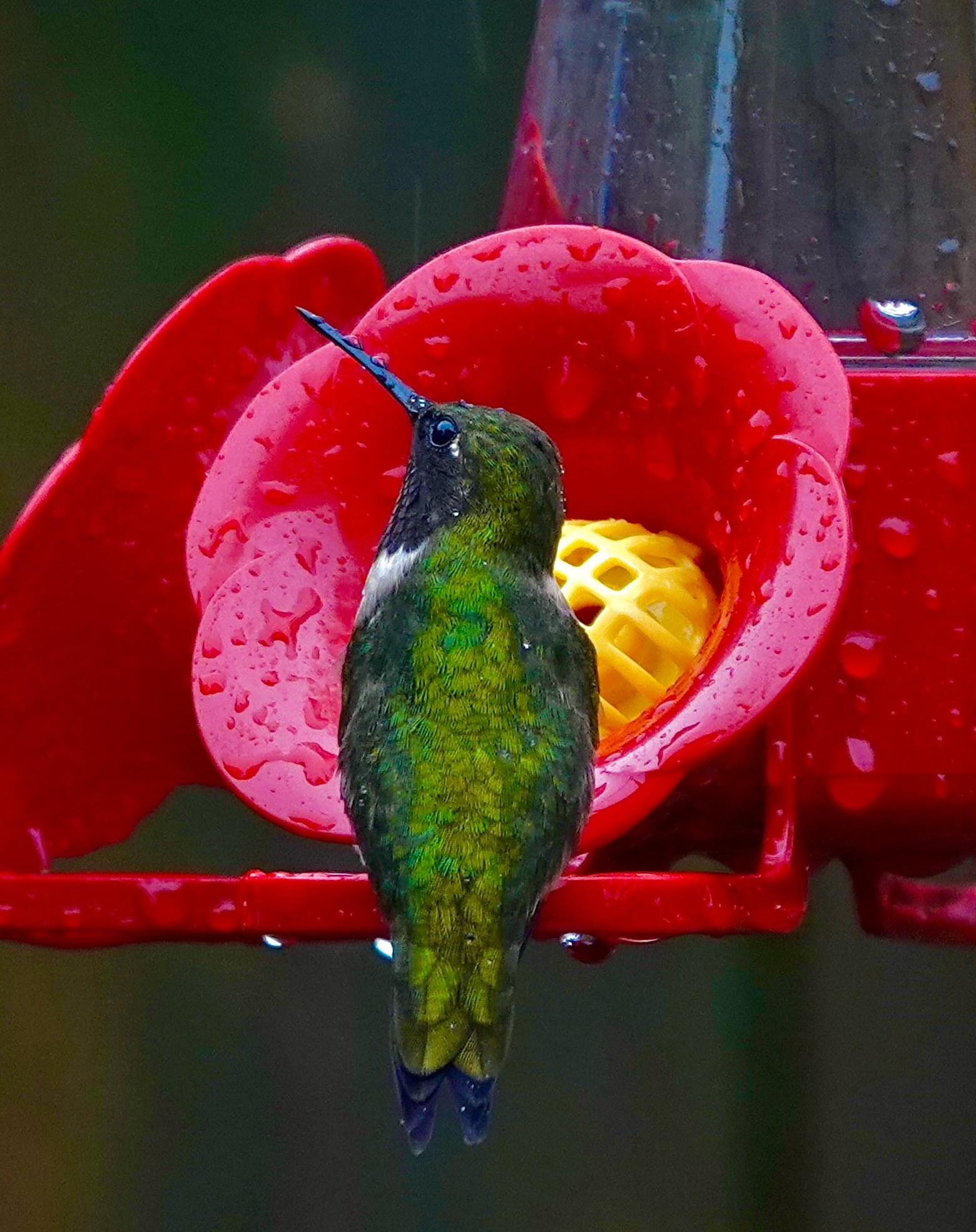 Hummingbirds