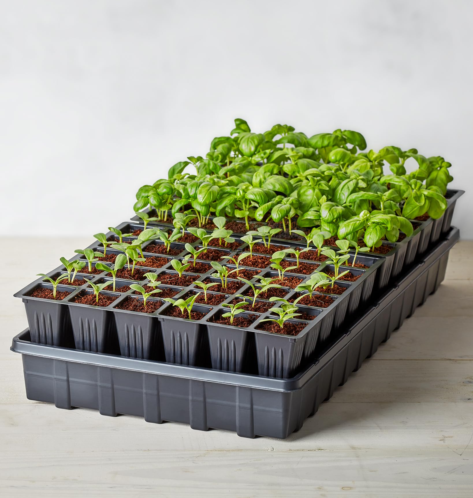 Burpee Self-Watering Seed Starter Tray, 72 Cells : Amazon.in: Garden & Outdoors