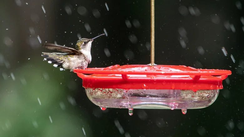Is It Okay To Leave Bird Feeders Outside When It Rains?