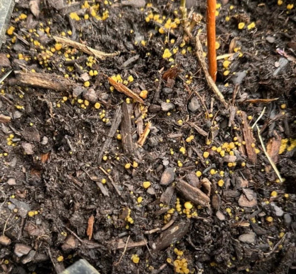 Soil