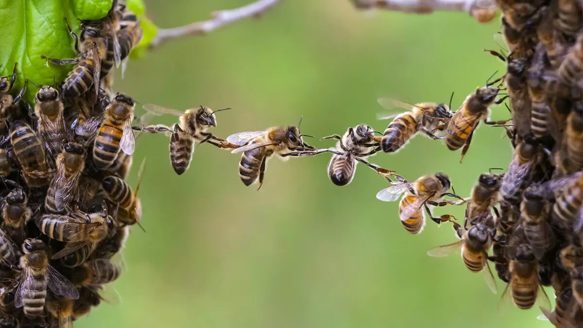 Bees