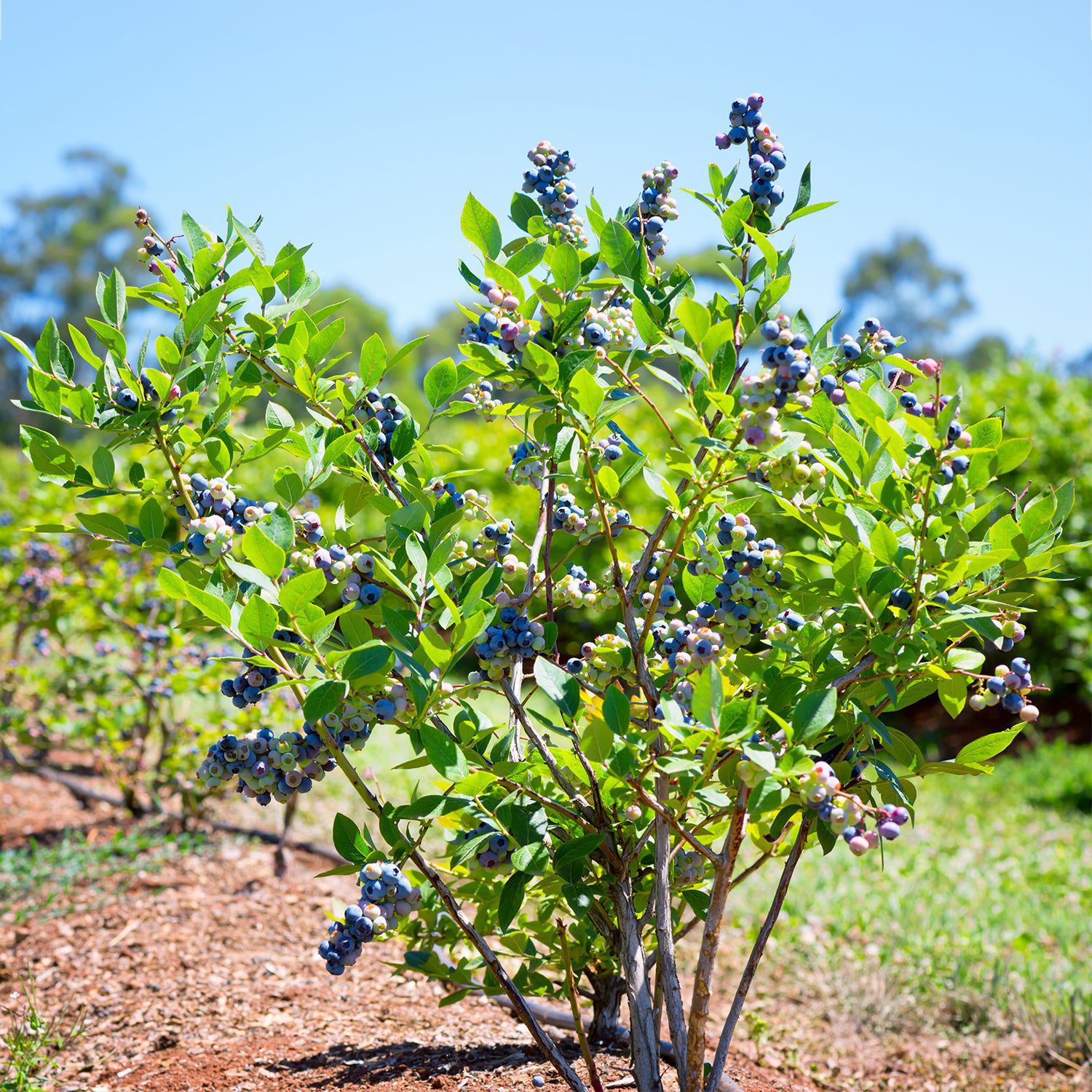 Blueberry Planting Guide – Plant Me Green