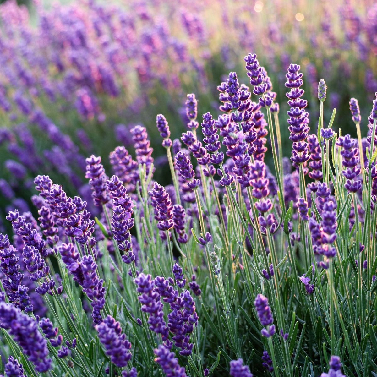 English Lavender (Lavandula) Hidcote Blue | Two Live Herb Plants | Non — Clovers Garden