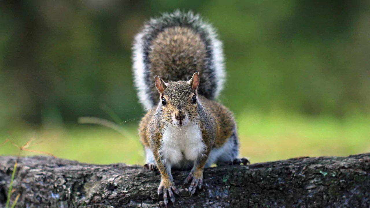 Do Squirrel's Tail Grow Back? (What Happens If They Come Off)