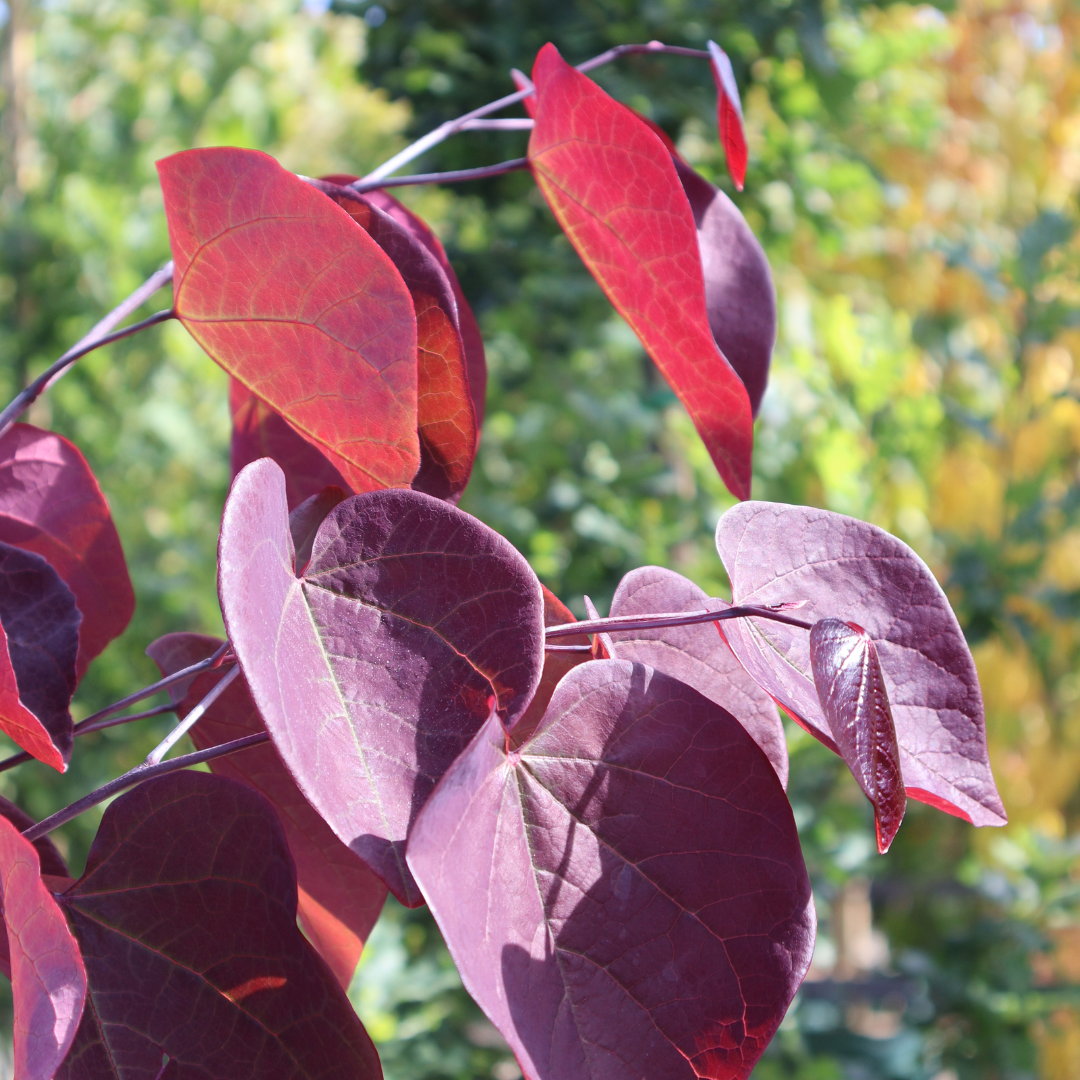 All About Cercis Canadensis 'Forest Pansy'