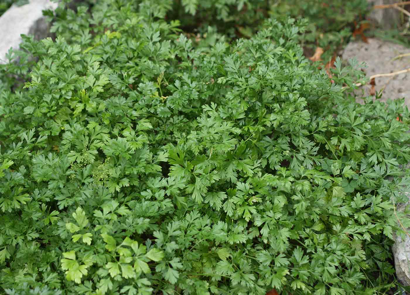 Companion Plants