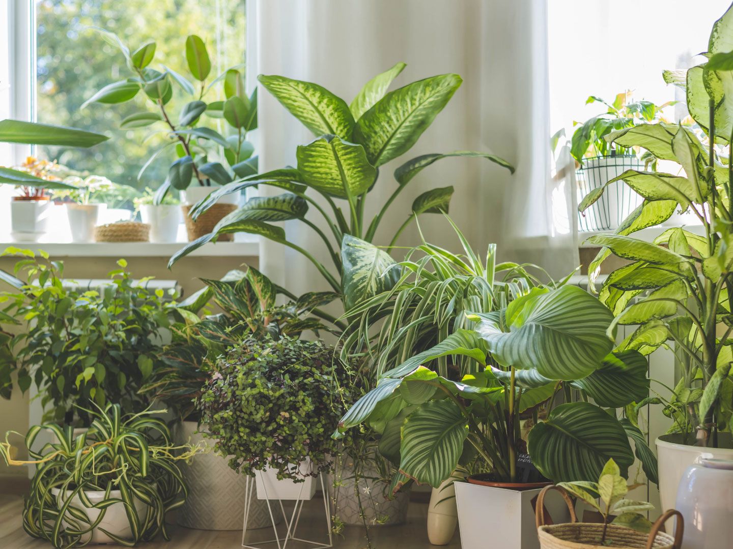 Plants