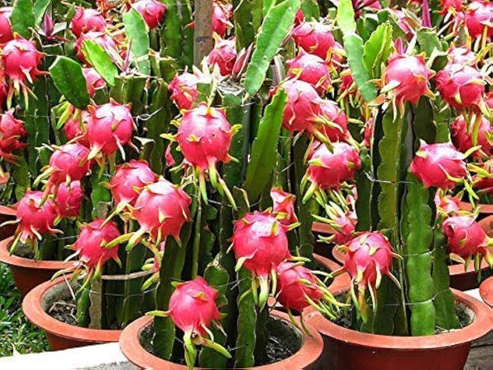 Dragon Fruit