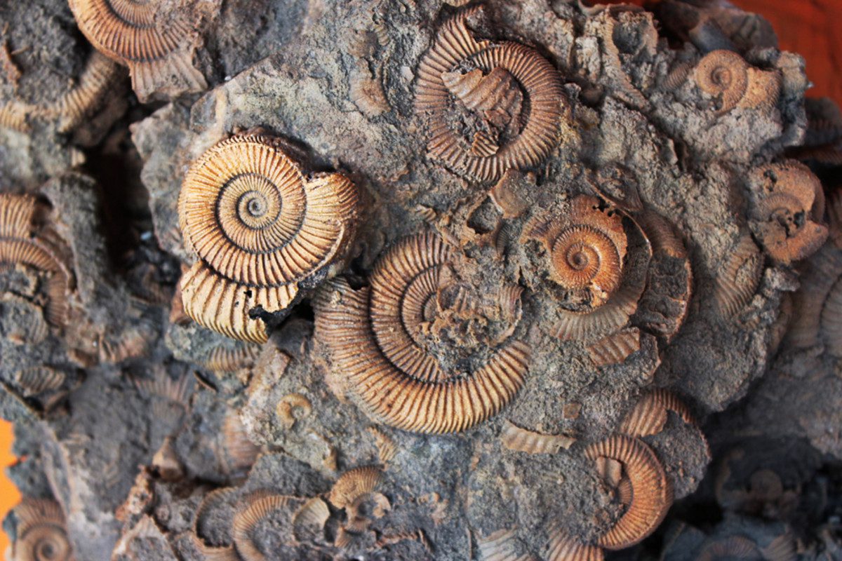 Fossil Rocks