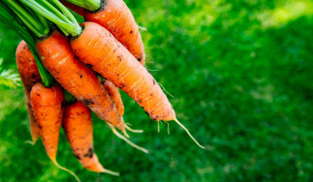 How to Tell if Carrots Are Bad - Farmhouse Guide