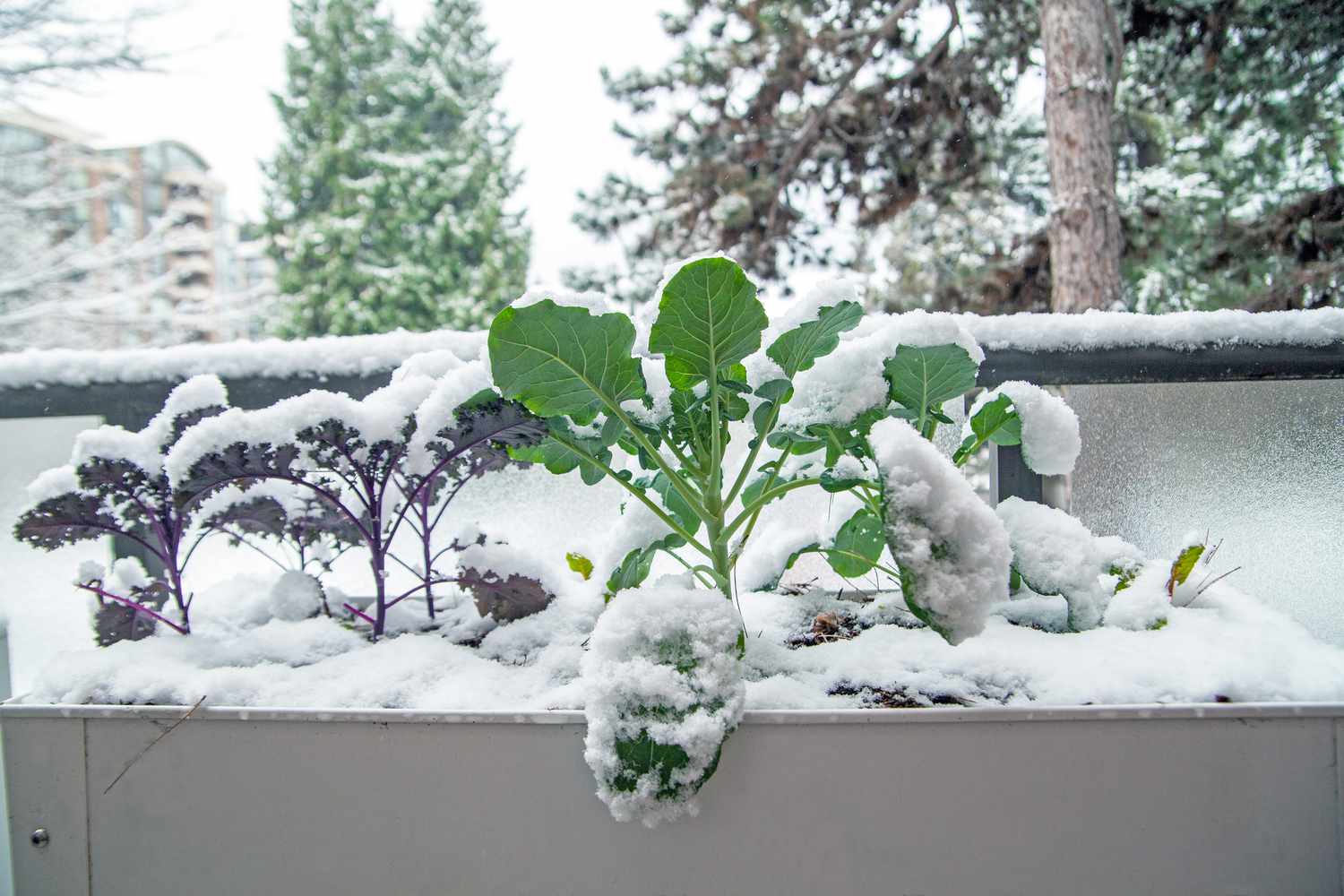 winter plant care guide