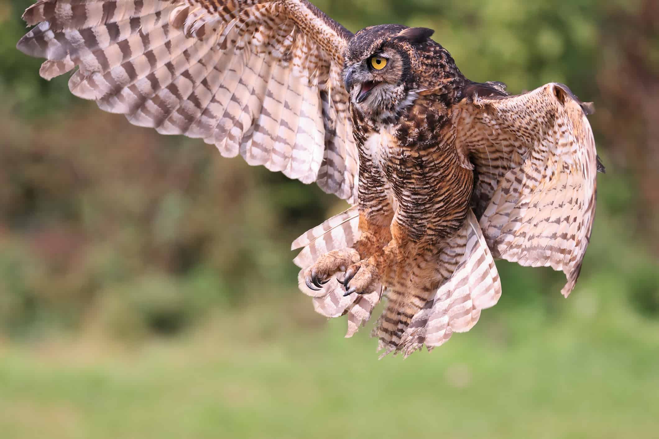 Owls