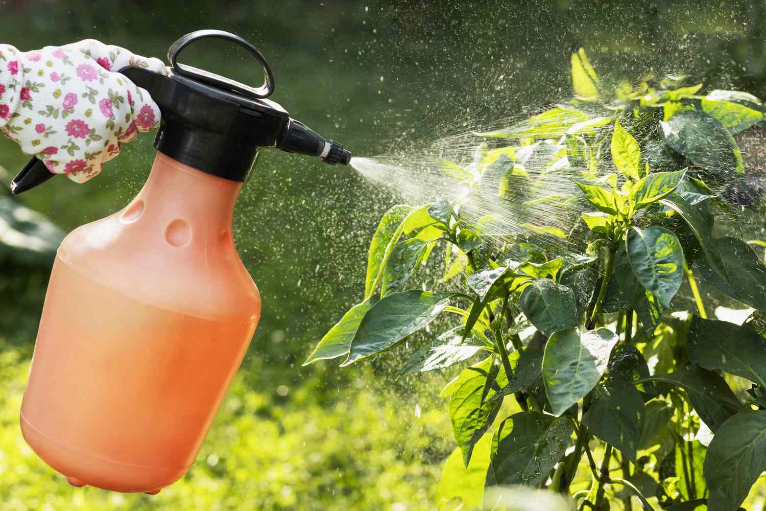Using Vegetable Oil on Plants