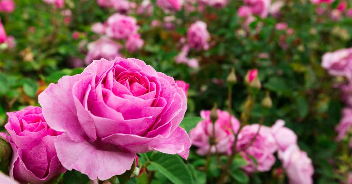 Roses