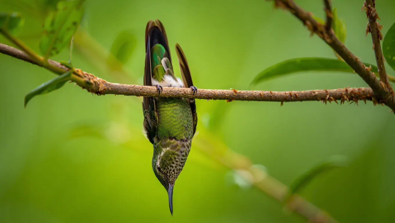 How Do Birds Sleep? Flight Naps, Upside-Down Hummingbirds & More