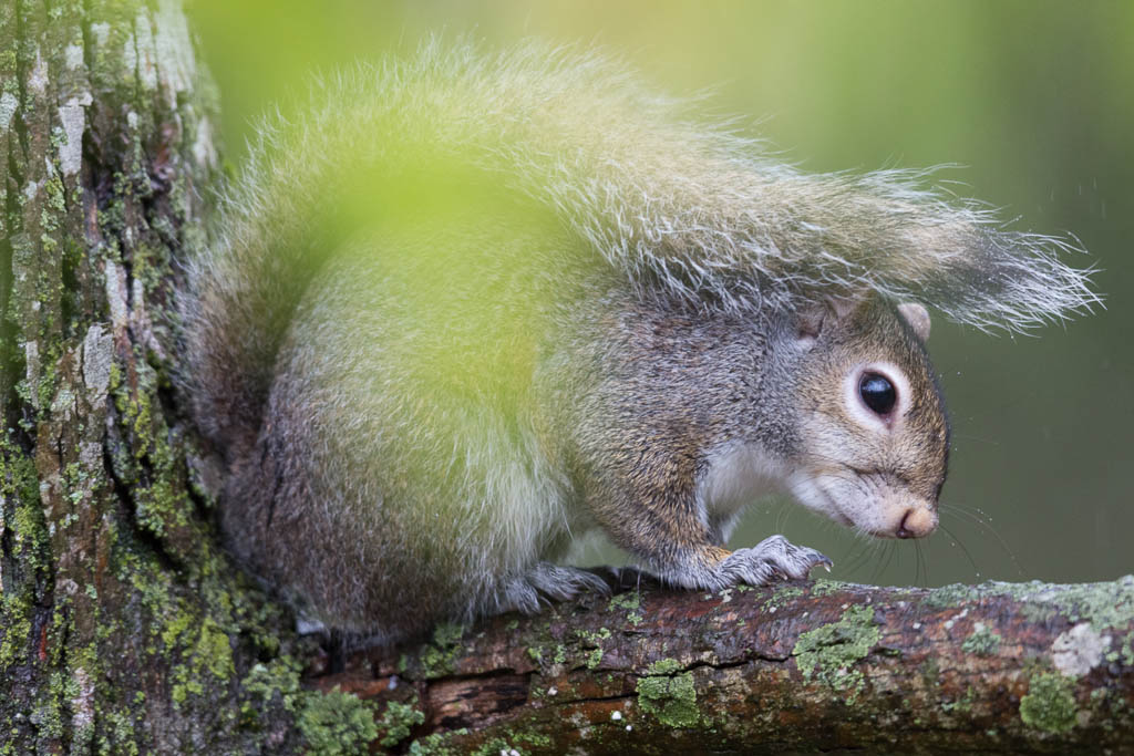 Squirrels