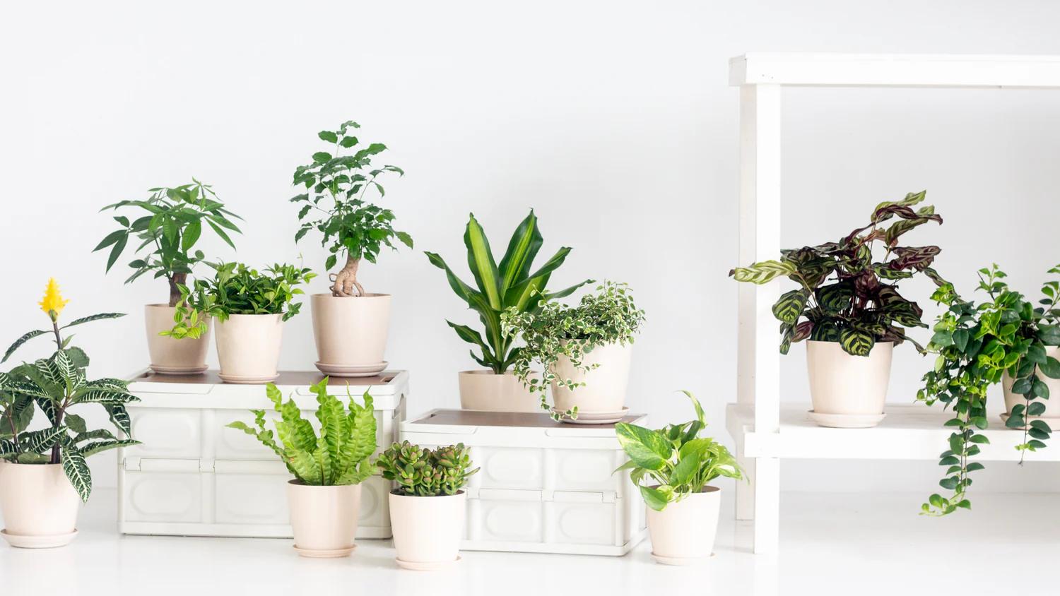 Plants