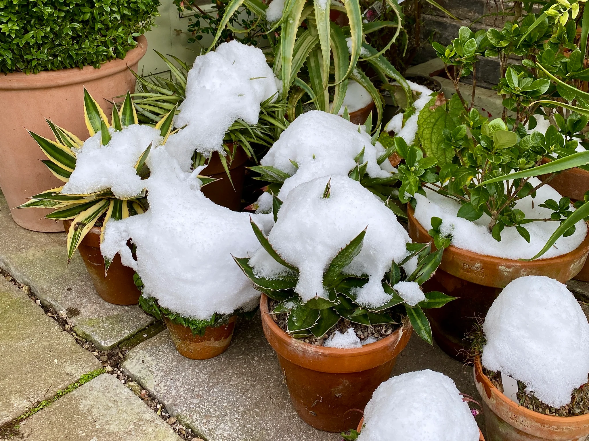 snow for watering plants