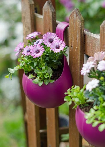 Buy Outdoor Plants online in India at lowest price – Radhakrishnaagriculture