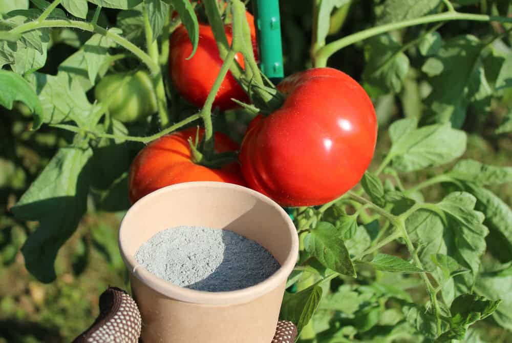 Bone Meal For Tomatoes