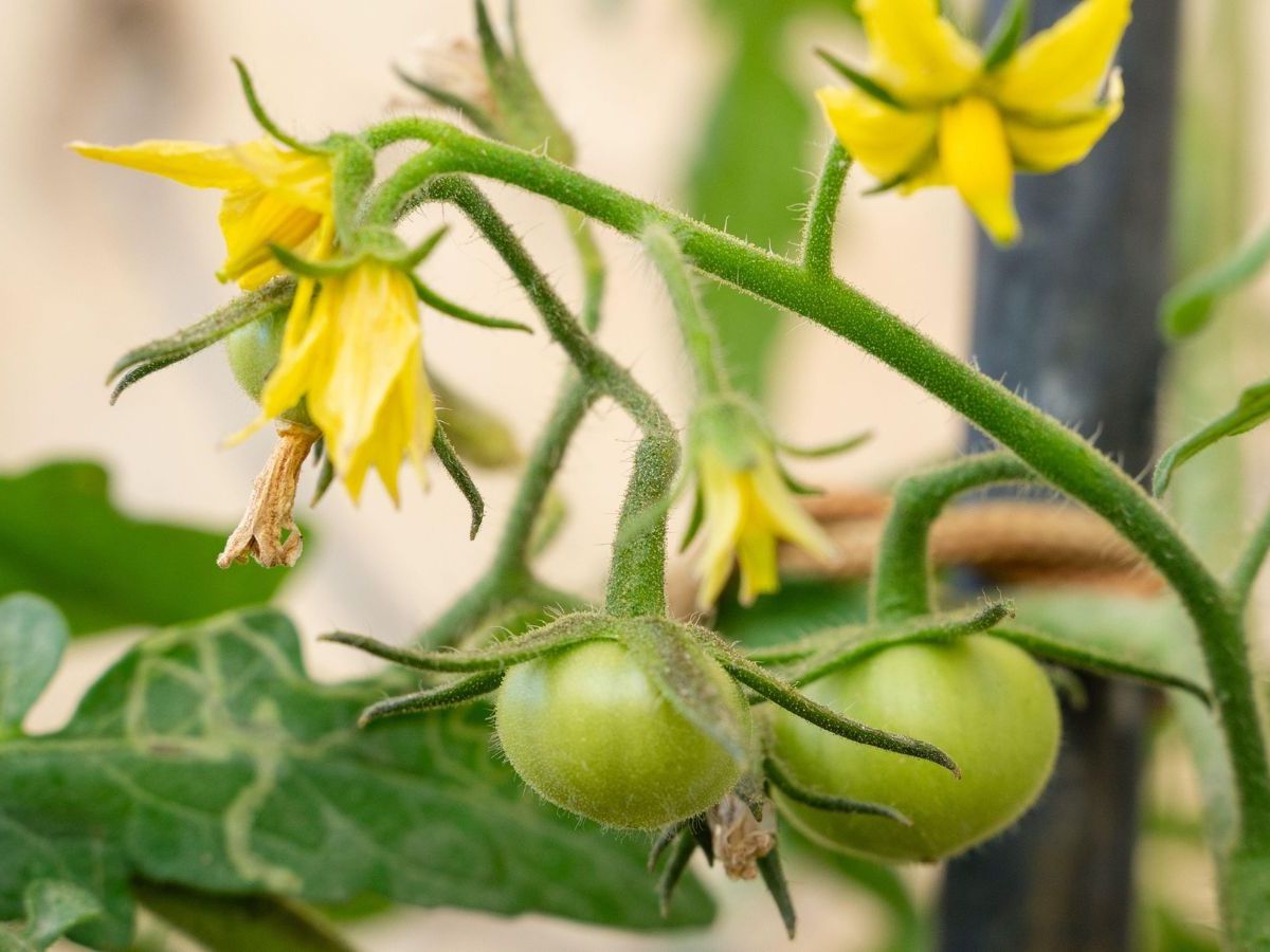 Tomato Plant