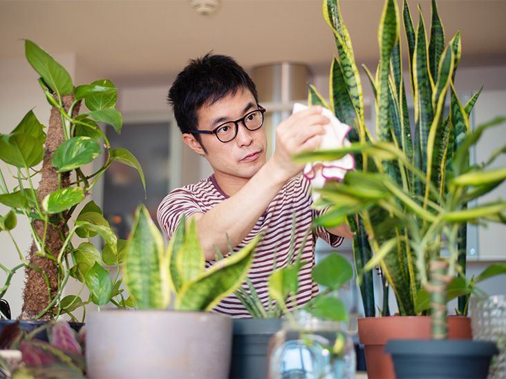7 Science-Backed Benefits of Indoor Plants