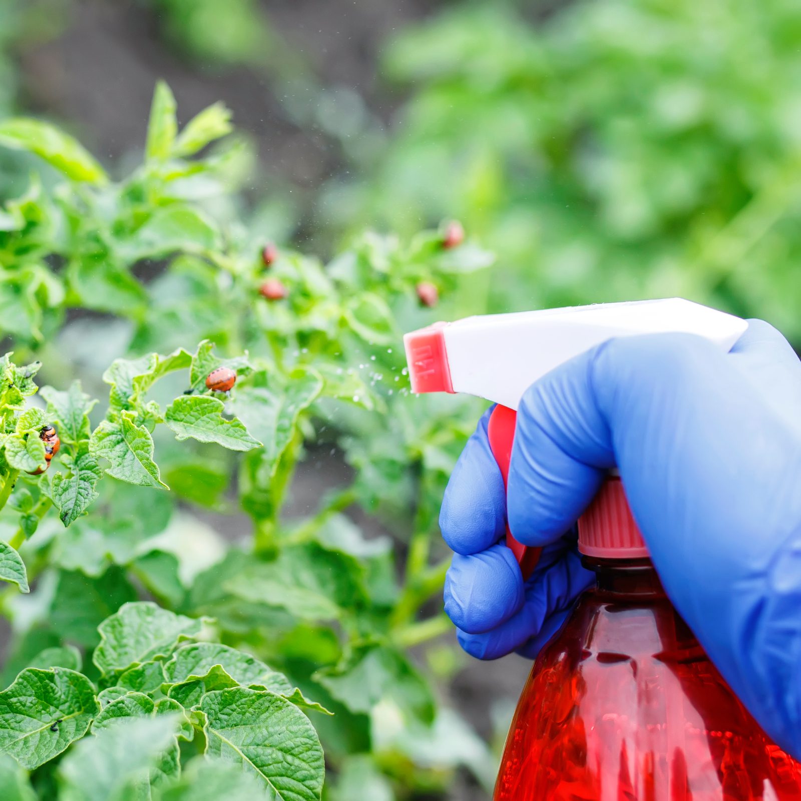 DIY Garlic Spray For Plants To Keep Your Garden Pest-Free | Gardening Know How