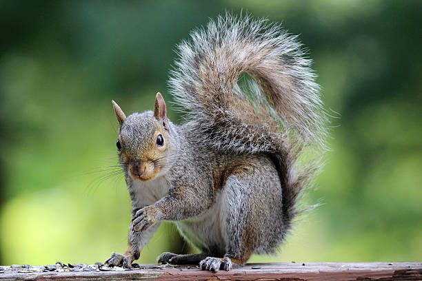 3 Reasons Squirrels Flick Their Tails