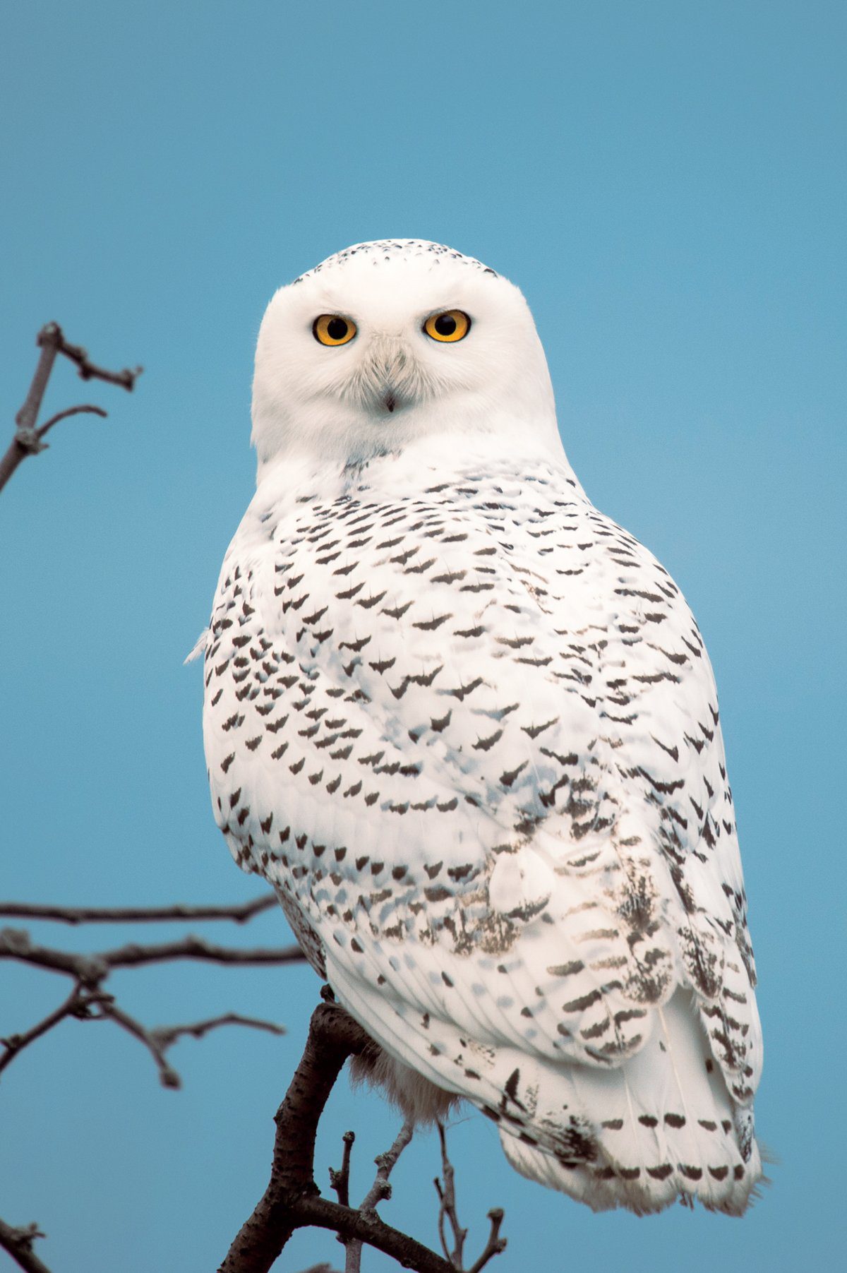 Owls