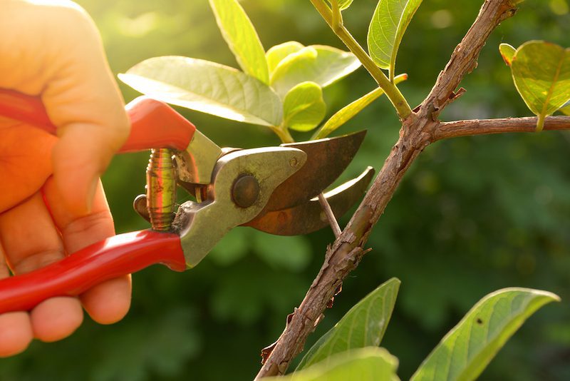 How to Use Pruning Shears
