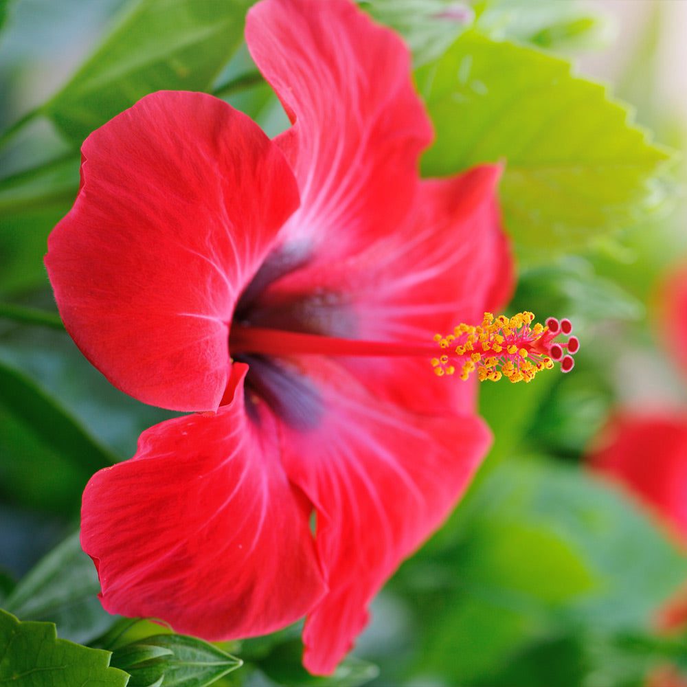 Red Tropical Hibiscus Trees for Sale | BrighterBlooms.com