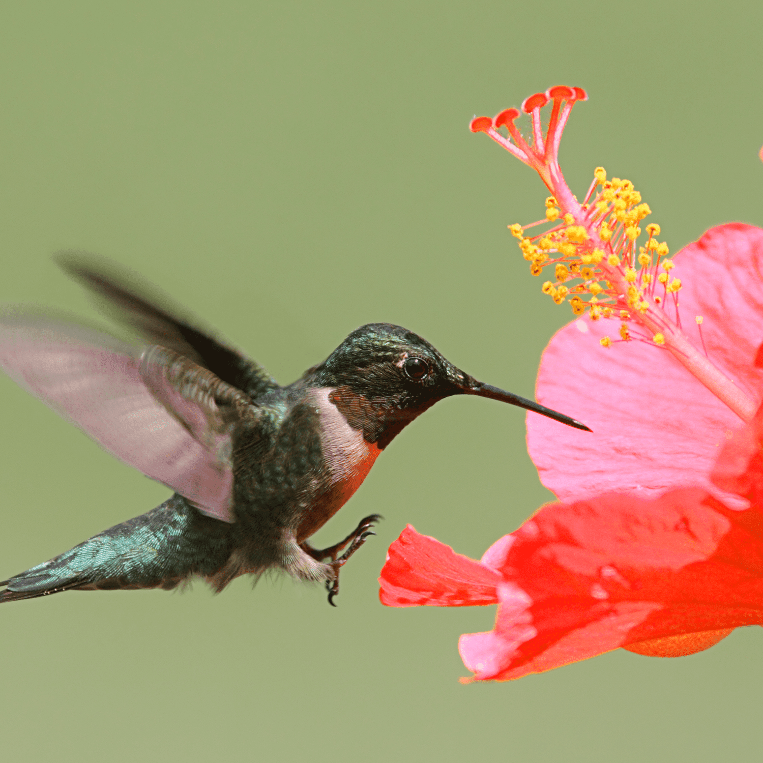 Hummingbird Attracting Flowering Garden Plants – Roger's Gardens