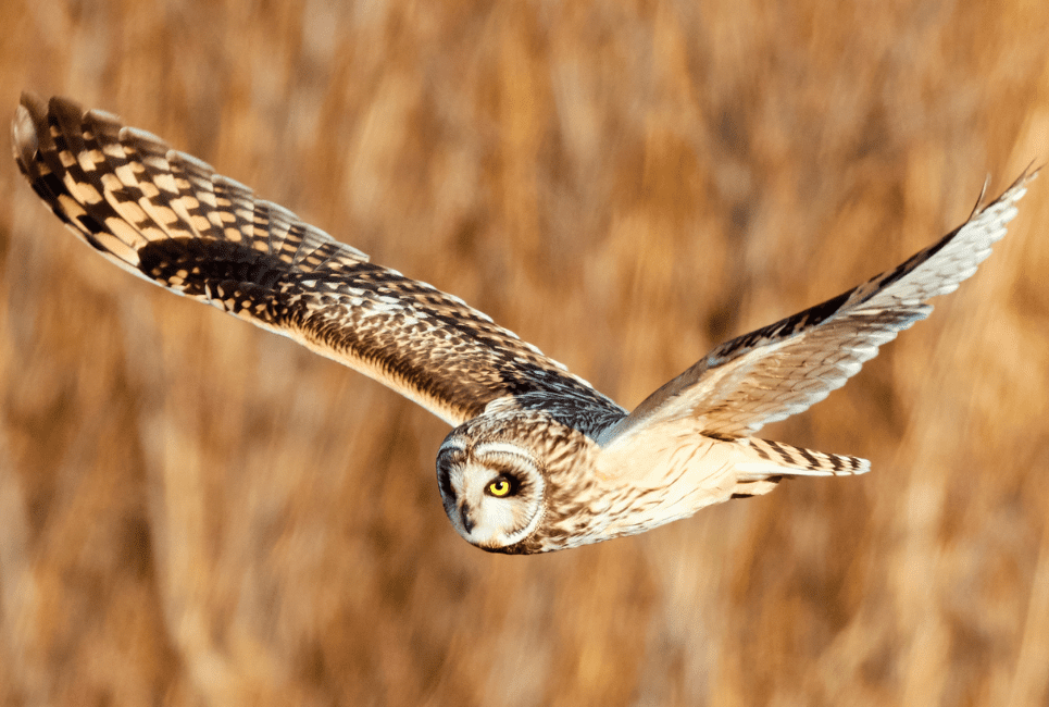 Short-eared Owl Guide (Asio flammeus) - Birding Insider