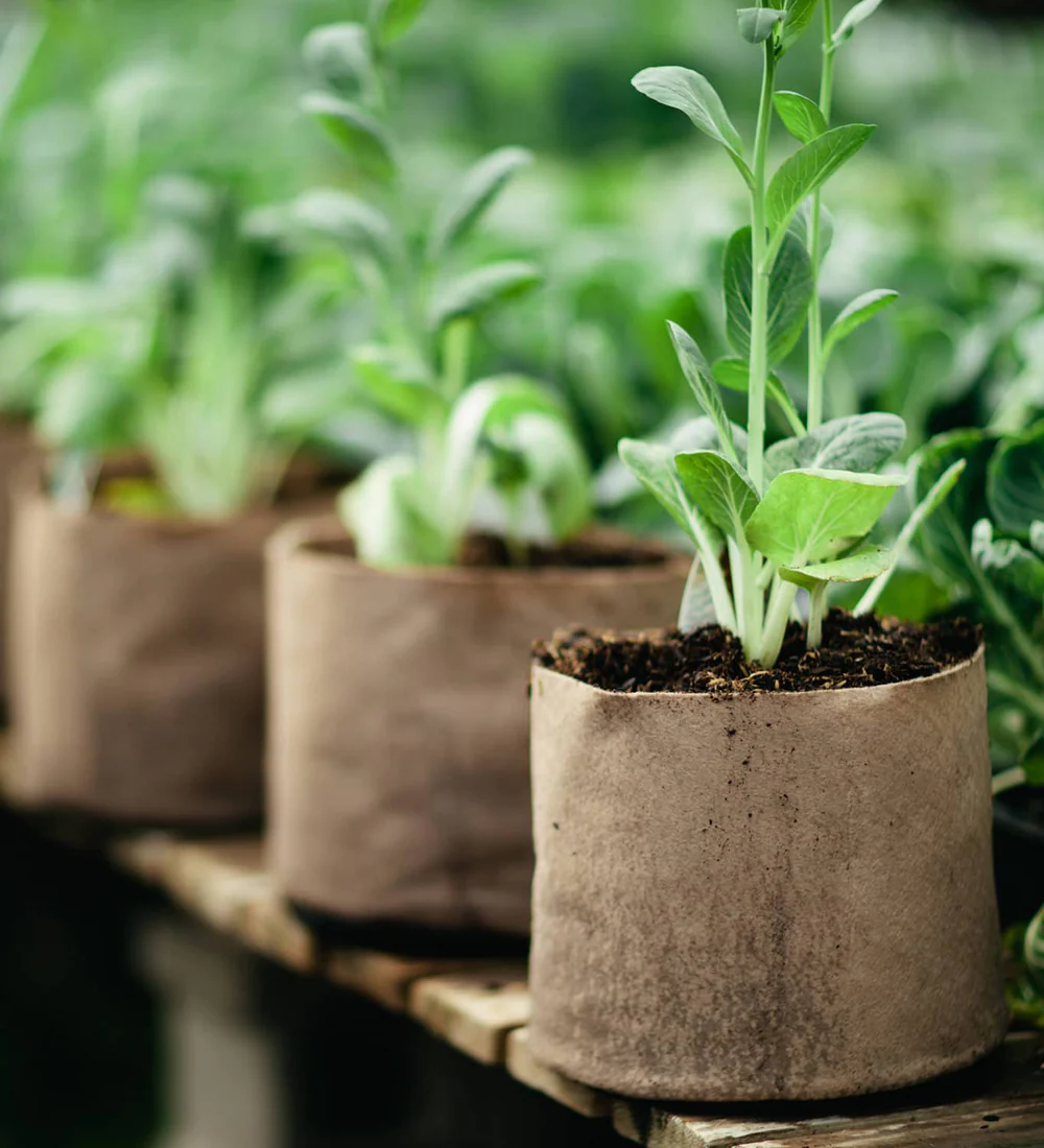 optimal watering for fabric pots