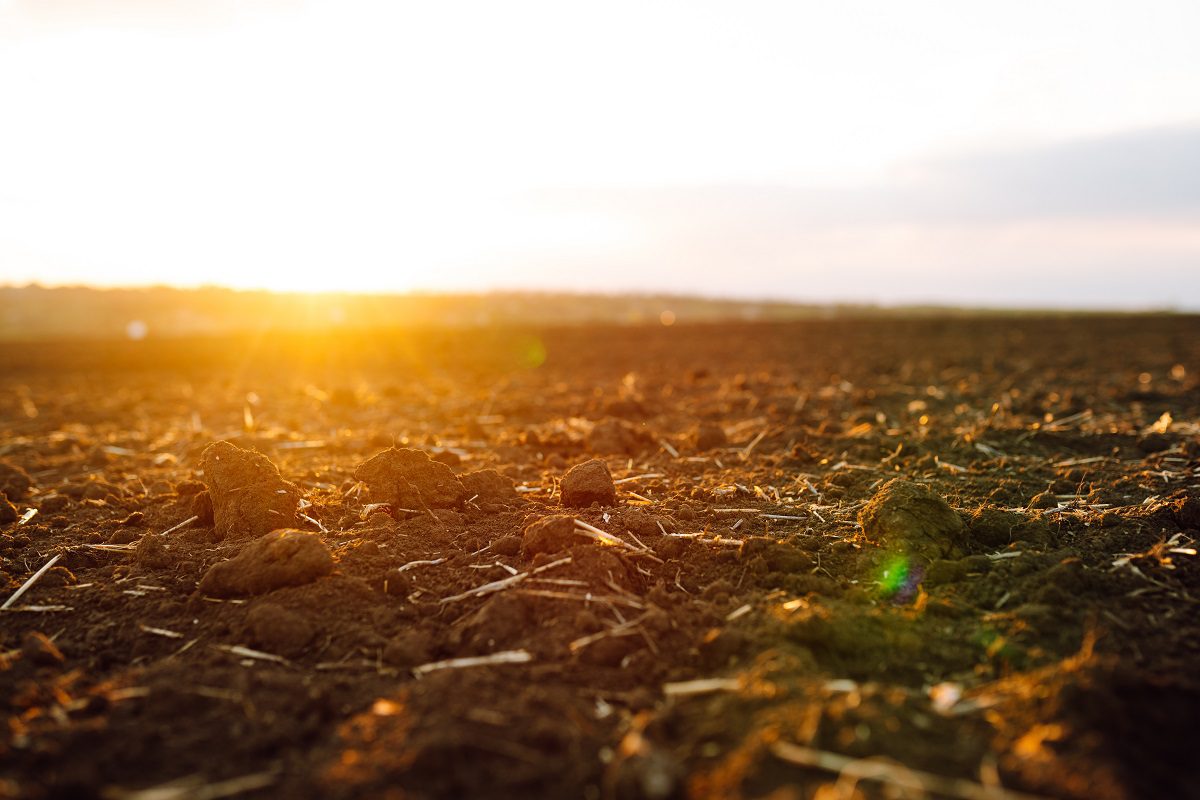 Unearthing the secrets of healthy soil: What contributes to soil fertility?