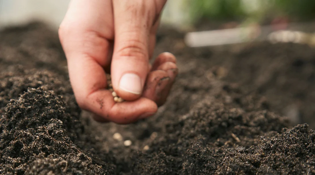 Sowing Seeds