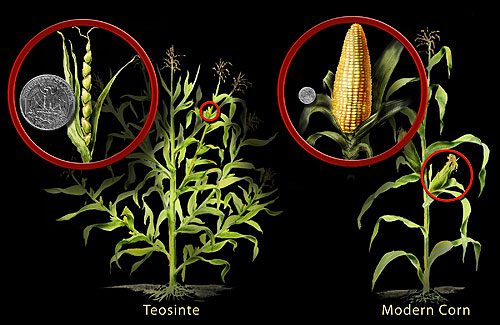 File:Teosinte and Modern Corn Comparison (3745571067).jpg - Wikimedia Commons