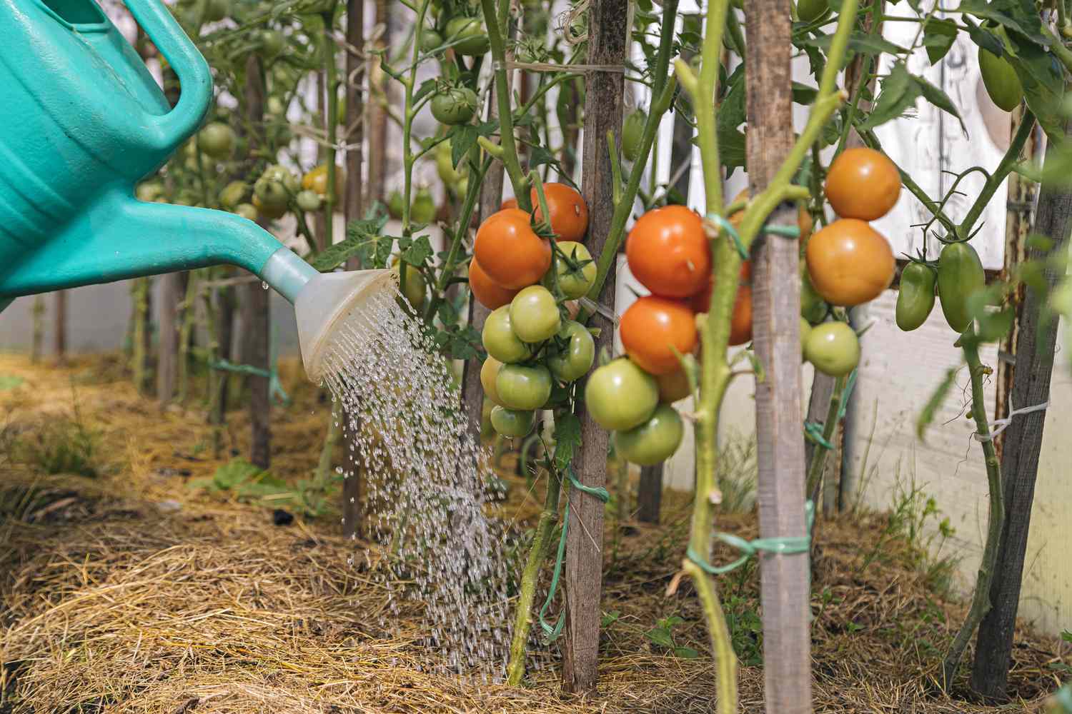 Tomatoes
