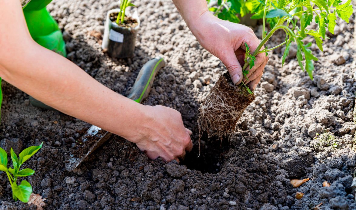 How To Transplant Into The Garden – The Incredible Seed Company Ltd